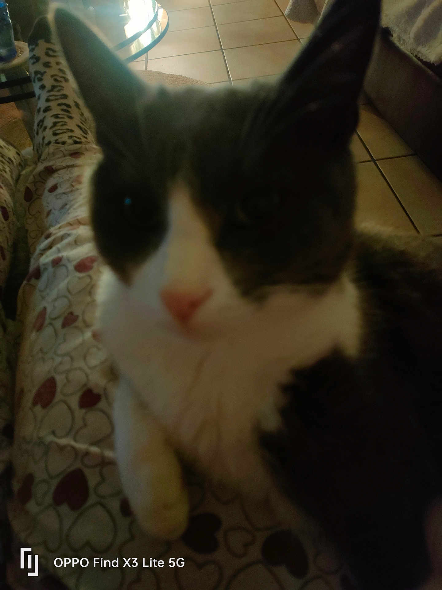 Calinou participe au concours pour gagner de l'argent avec cette photo : cat, pajamas, heart_pattern, floor, tile, furniture, indoor, pet, close_up, blur, cozy, relaxing, animal, domestic, whiskers, fur, paw, resting, home, legs
