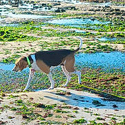 Reza a rejoint le concours — aidez-le/la à gagner de superbes lots ! dog, beagle, collar, leash, beach, rocky_shore, algae, water_pools, wet_sand, shadow, outdoor, nature, animal, pet, walking, daytime, sunlight, exploring, tricolor, canine