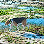 dog, beagle, collar, leash, beach, rocky_shore, algae, water_pools, wet_sand, shadow, outdoor, nature, animal, pet, walking, daytime, sunlight, exploring, tricolor, canine