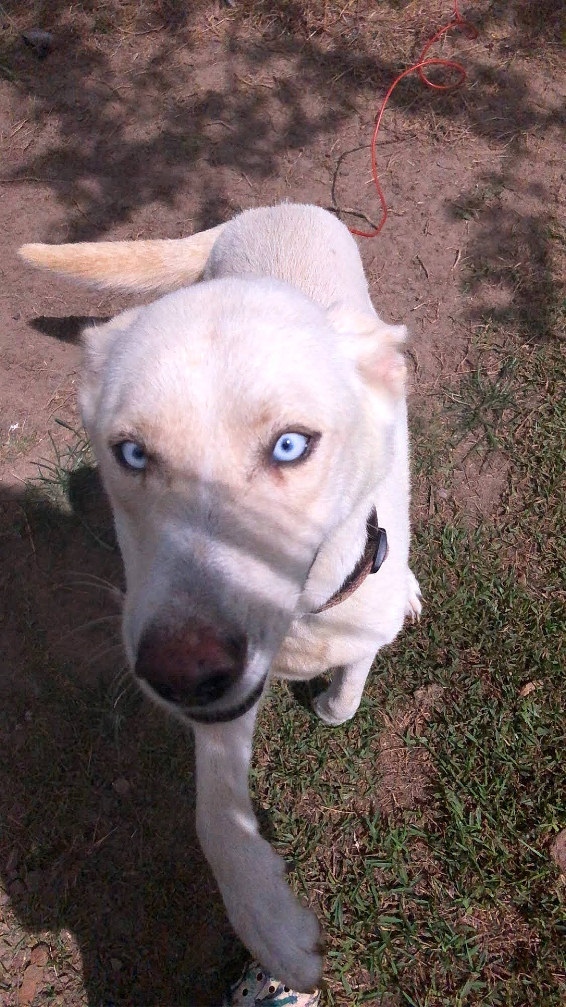 Sky joined the competition — help win amazing prizes! canidae, carnivore, collar, companion_dog, dog, dog_breed, dog_collar, dogo_guatemalteco, ear, fawn, grass, non_sporting_group, snout, sporting_group, terrestrial_animal, whiskers, working_animal