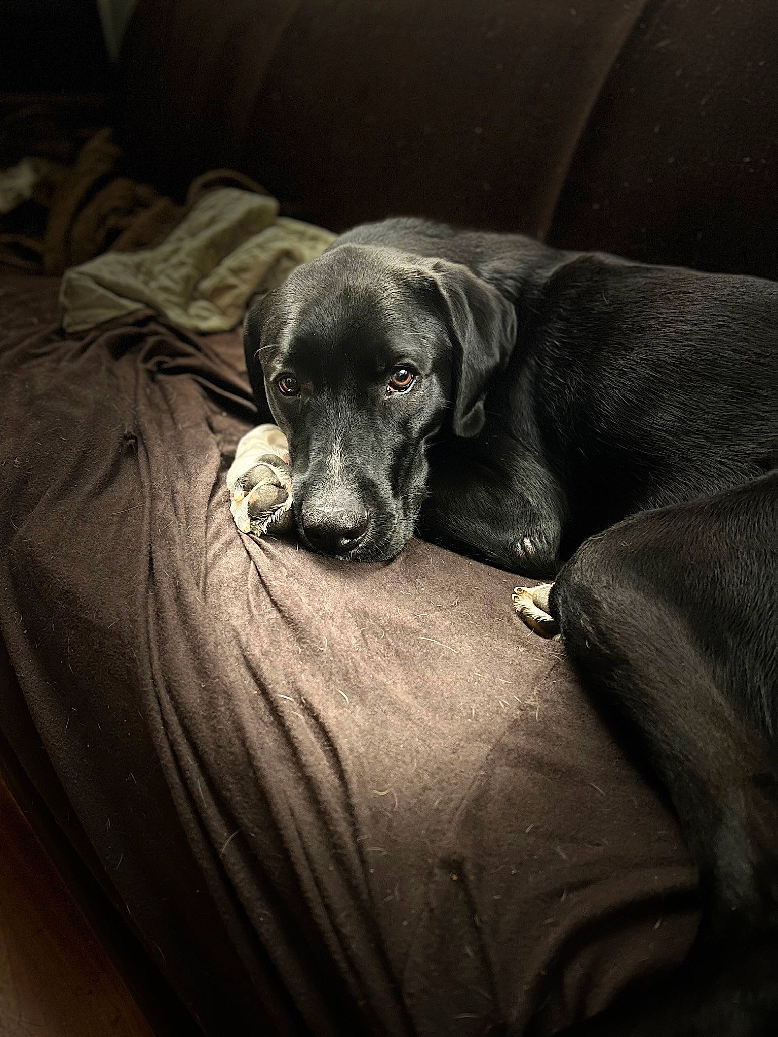 Stout is registered to the contest to win money with this photo: canidae, carnivore, comfort, companion_dog, darkness, dog, dog_breed, fur, grey, guard_dog, gun_dog, linens, monochrome, monochrome_photography, snout, sporting_group, tints_and_shades, working_animal