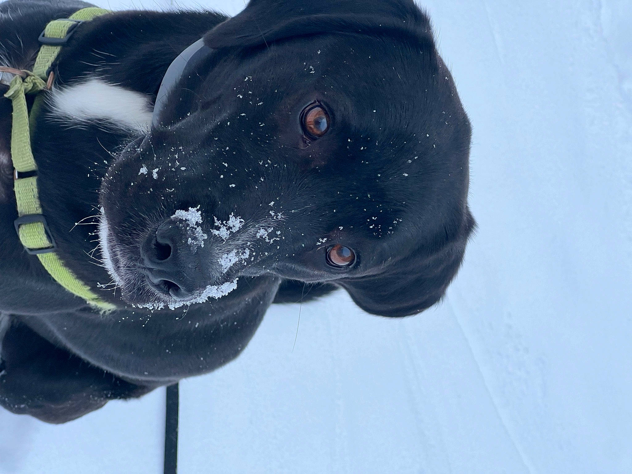 Stout joined the competition — help win amazing prizes! canidae, carnivore, collar, dog, dog_breed, dog_collar, electric_blue, event, fashion_accessory, freezing, fur, non_sporting_group, personal_protective_equipment, pet_supply, recreation, snout, snow, sporting_group, winter, working_animal