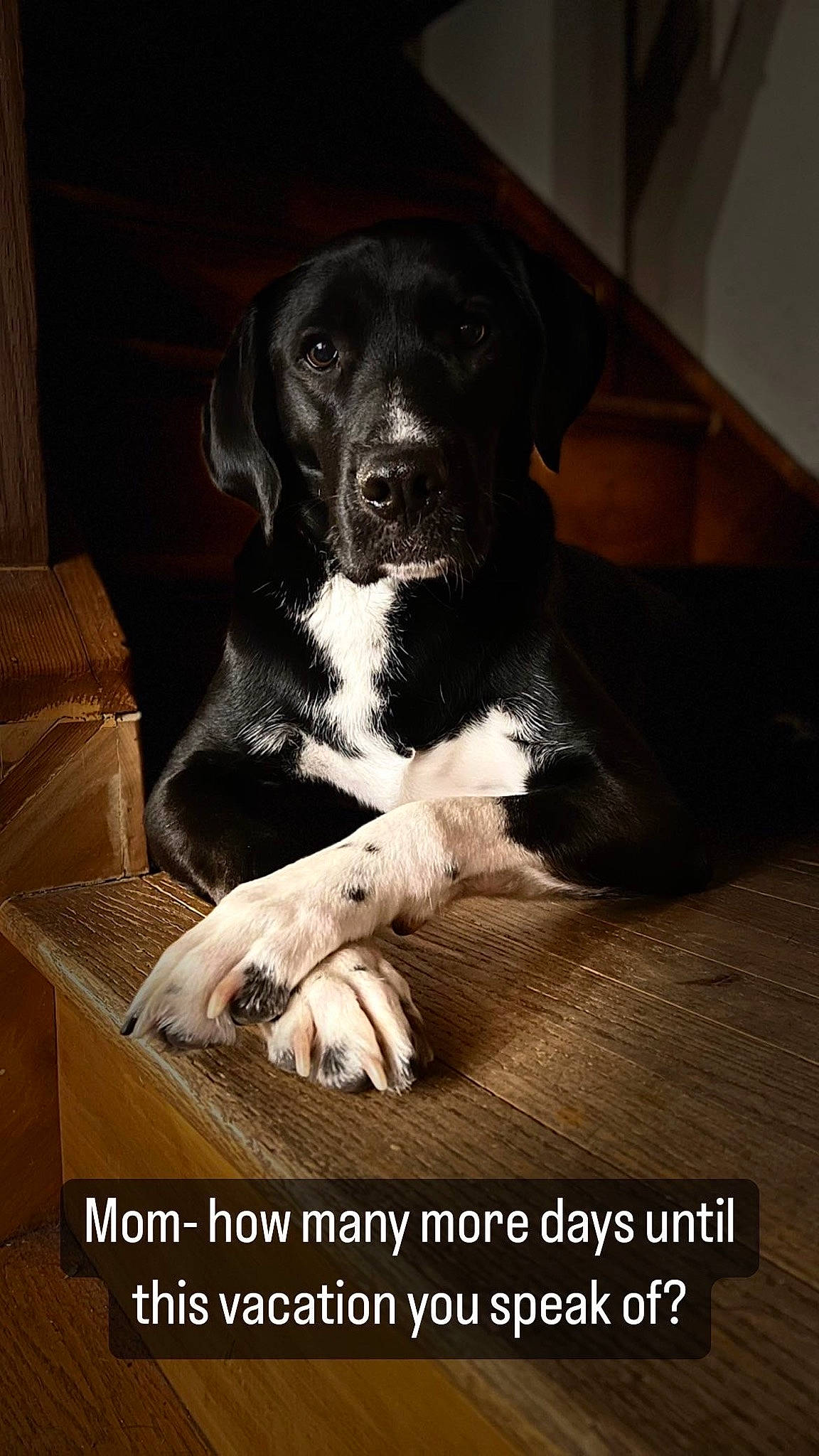 Stout is registered to the contest to win money with this photo: borador, braque_dauvergne, canidae, carnivore, comfort, companion_dog, dog, dog_breed, fur, great_dane, gun_dog, hunting_dog, photo_caption, snout, sporting_group, terrestrial_animal, working_animal