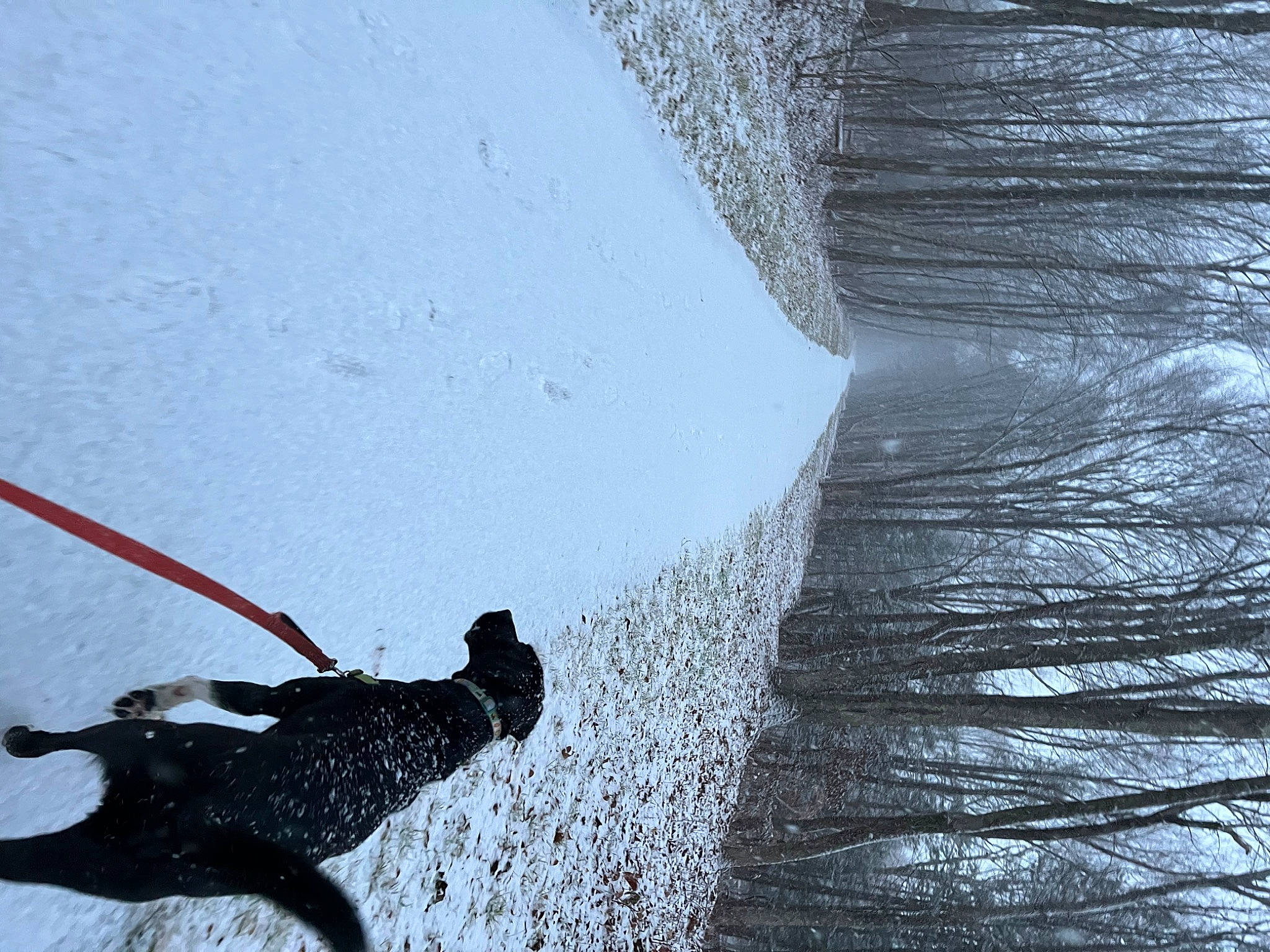 Stout joined the competition — help win amazing prizes! carnivore, collar, dog, dog_breed, dog_collar, freezing, frost, leash, precipitation, recreation, shadow, slope, snow, sporting_group, sports_equipment, tail, tints_and_shades, tree, twig, winter
