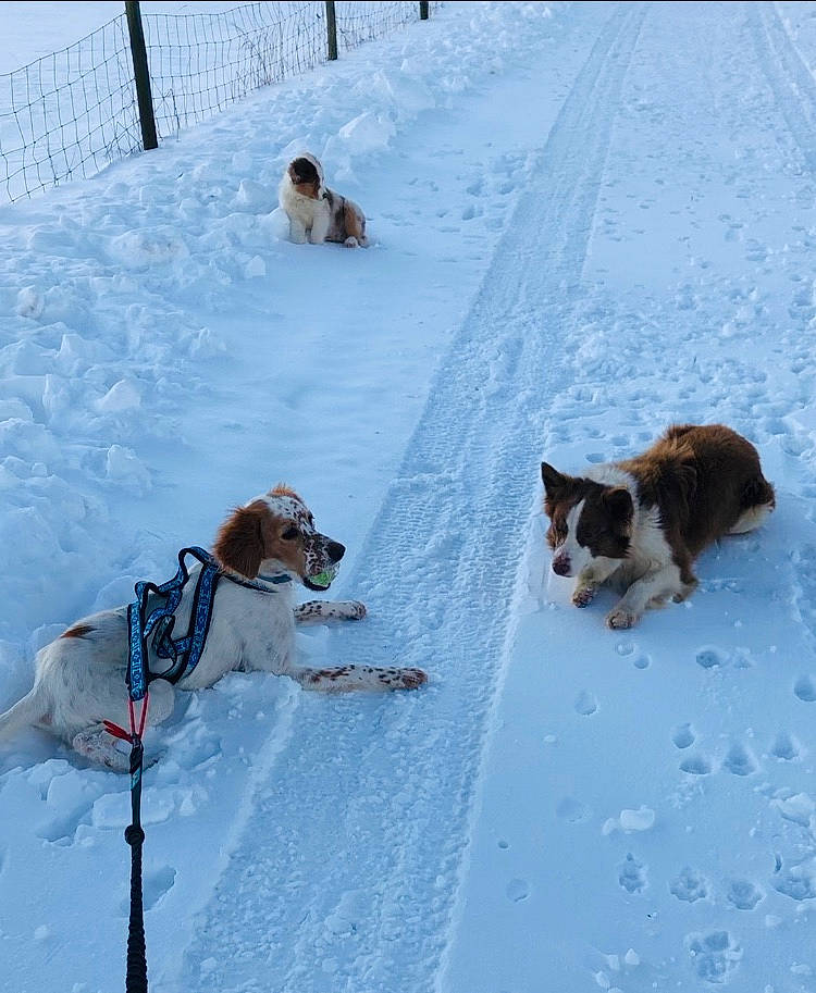 Rogerina participe au concours pour gagner de l'argent avec cette photo : canidae, carnivore, companion_dog, dog, dog_breed, fence, freezing, fur, glacial_landform, ice_cap, mammal, playing_in_the_snow, recreation, slope, snow, sporting_group, tail, vertebrate, winter, working_dog