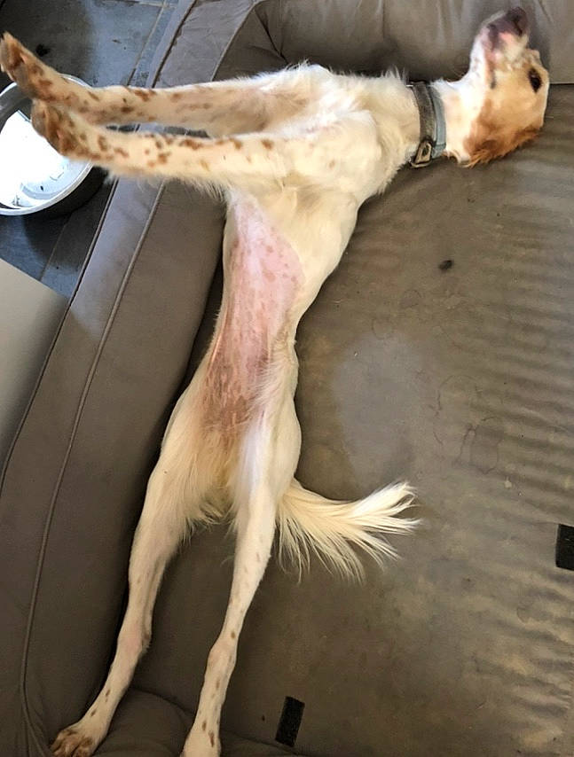 Rogerina a rejoint le concours — aidez-le/la à gagner de superbes lots ! art, bone, canidae, carnivore, collar, companion_dog, dog, dog_breed, dog_collar, dog_supply, fawn, fur, guard_dog, paw, rampur_greyhound, sighthound, sporting_group, tail, wing, working_animal