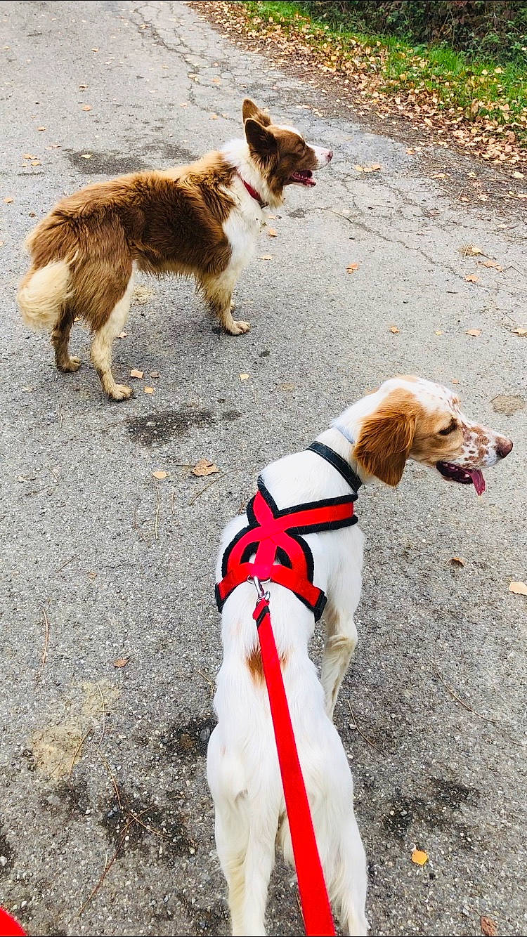 Rogerina participe au concours pour gagner de l'argent avec cette photo : adventure, canidae, carnivore, collar, companion_dog, dog, dog_breed, dog_collar, dog_supply, dog_walking, fashion_accessory, fawn, fur, leash, mammal, pet_supply, snout, sporting_group, tail, vertebrate