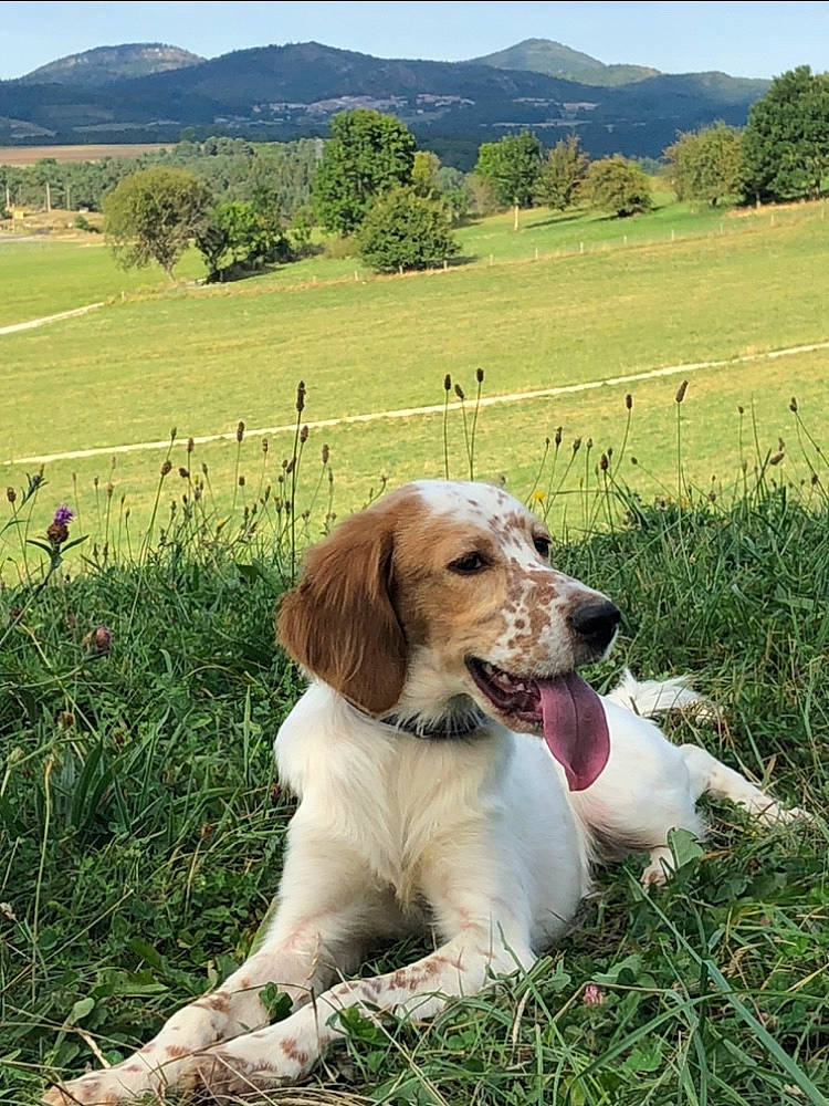 Rogerina participe au concours pour gagner de l'argent avec cette photo : carnivore, collar, companion_dog, dog, dog_breed, fence, grass, grass_family, grassland, gun_dog, landscape, meadow, mountain, pasture, plant, prairie, retriever, sky, snout, tree