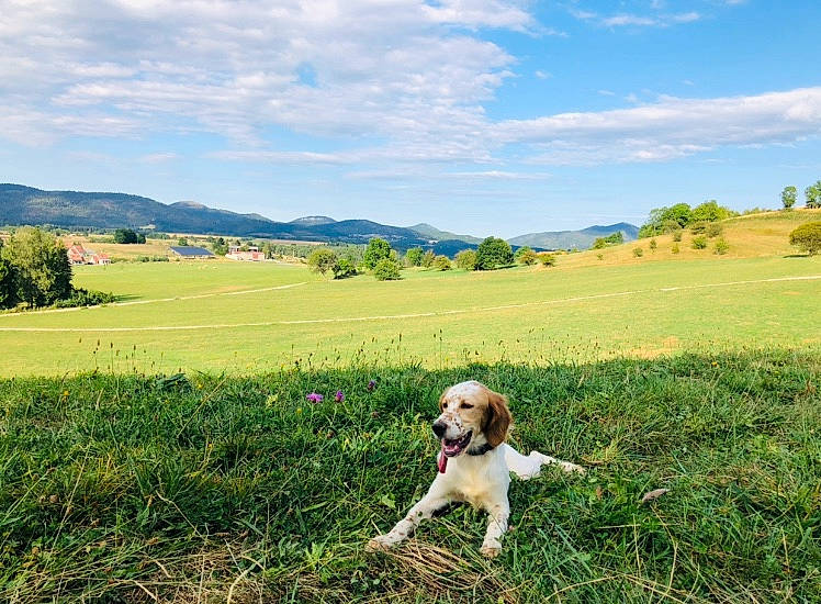 Rogerina a rejoint le concours — aidez-le/la à gagner de superbes lots ! carnivore, cloud, companion_dog, dog, dog_breed, fawn, grass, grassland, happy, landscape, meadow, mountain, mountainous_landforms, natural_landscape, people_in_nature, plain, plant, sky, summer, tree