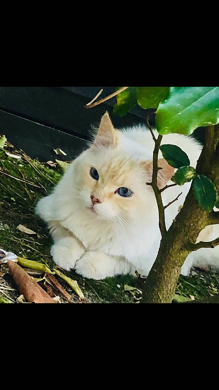 Kalissa a rejoint le concours — aidez-le/la à gagner de superbes lots ! art, carnivore, cat, fawn, felidae, fur, grass, organism, photo_caption, plant, small_to_medium_sized_cats, snout, tail, terrestrial_animal, tree, trunk, twig, whiskers, wood