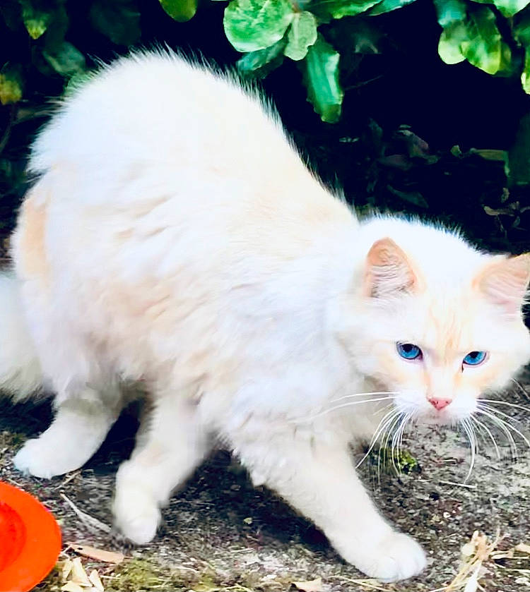 Kalissa participe au concours pour gagner de l'argent avec cette photo : carnivore, cat, claw, domestic_short_haired_cat, fawn, felidae, fur, grass, green, iris, plant, small_to_medium_sized_cats, snout, tail, terrestrial_animal, whiskers