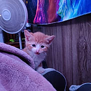 Jumba joined the competition — help win amazing prizes! animal, blanket, cat, cozy, curious, cute, domestic, fan, feline, indoor, kitten, orange_cat, pet, purple_blanket, small, soft_texture, tapestry, white_cat, wood_paneling, young_cat