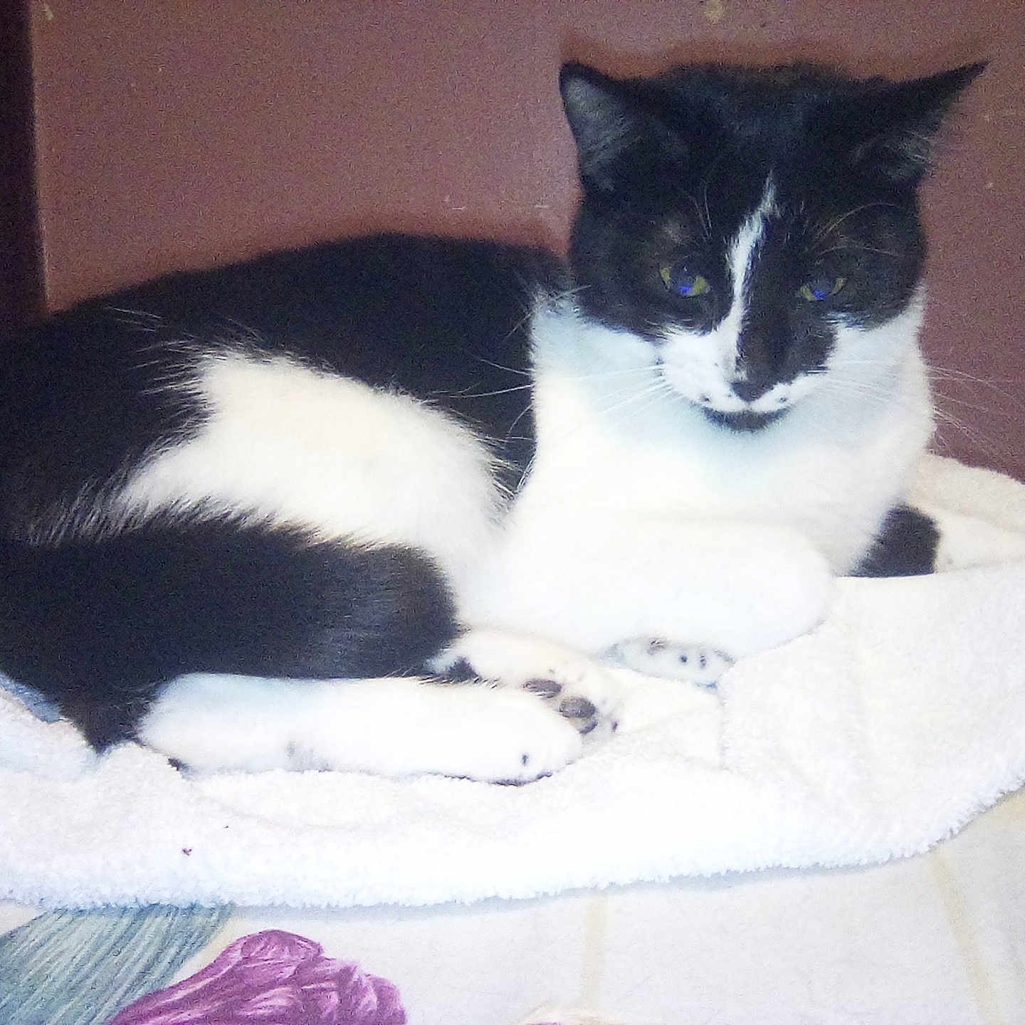 Two-Face Aka Babytwo joined the competition — help win amazing prizes! animal, black_and_white, cat, close_up, cozy, cute, domestic_animal, feline, fur, indoor, laying, looking, paws, pet, portrait, relaxed, resting, soft, towel, whiskers