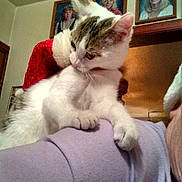 Oddie joined the competition — help win amazing prizes! cat, white_cat, tabby_cat, pet, indoor, shoulder, red_hat, santa_hat, person, portrait_photos, wall, home, curious, feline, animal, cozy, fur, whiskers, ears, claws