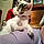 Oddie