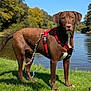 brown_dog, calm, chain_leash, dog, ears, grass, muzzle, nature, outdoor, paws, pet, portrait, red_harness, river, riverbank, sky, standing, sunlight, trees, water