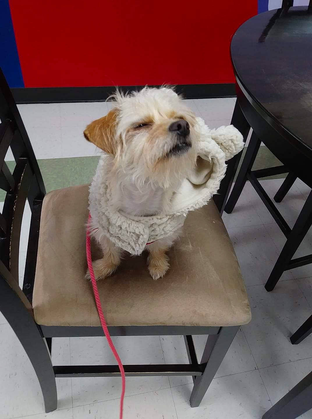 Vicky is registered to the contest to win money with this photo: canidae, carnivore, companion_dog, dog, dog_breed, furniture, glen_of_imaal_terrier, irish_soft_coated_wheaten_terrier, maltese, mammal, morkie, norfolk_terrier, rare_breed_dog, sealyham_terrier, small_terrier, sporting_group, sporting_lucas_terrier, table, toy_dog, west_highland_white_terrier