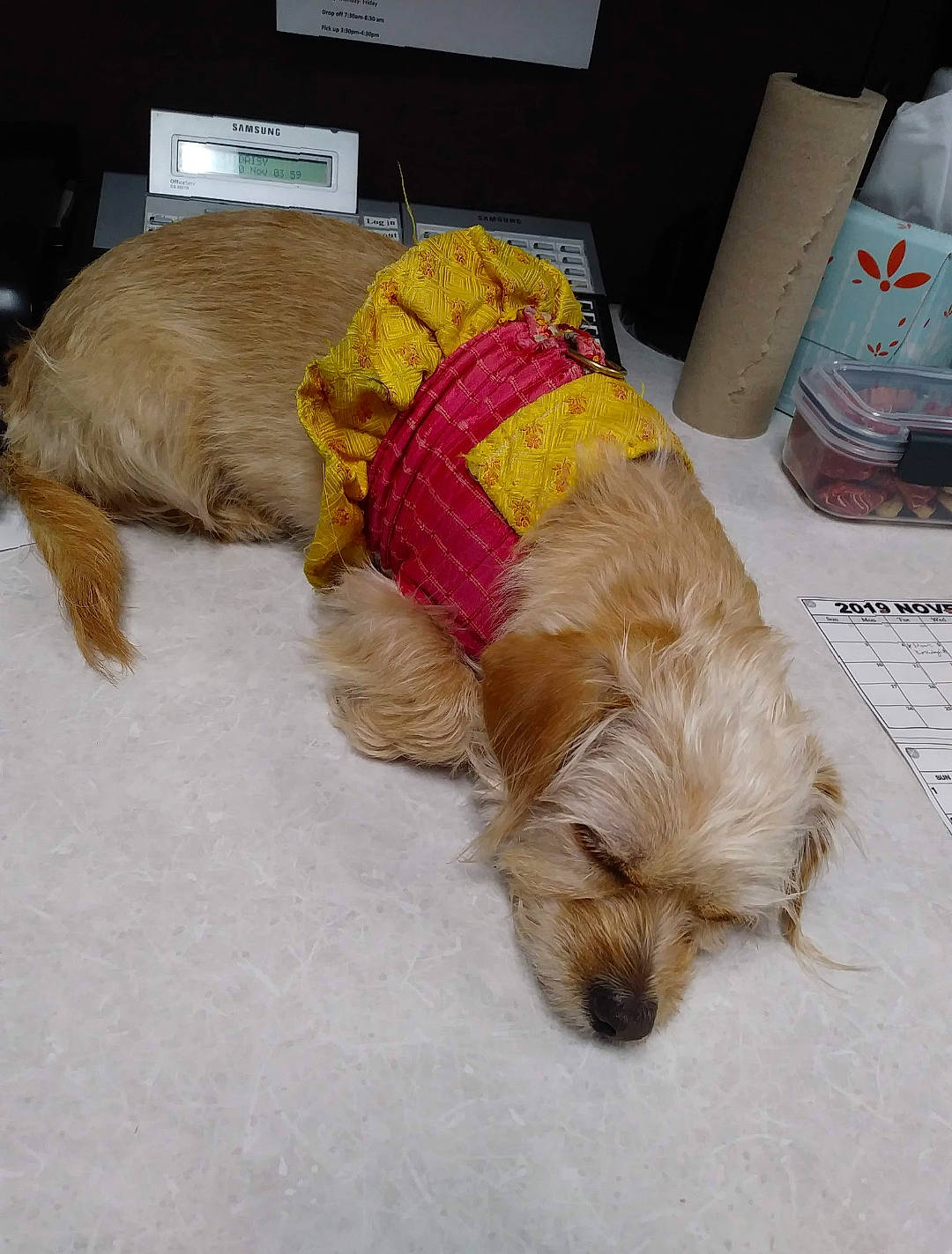 Vicky joined the competition — help win amazing prizes! cairn_terrier, canidae, carnivore, companion_dog, dog, dog_breed, dutch_smoushond, glen_of_imaal_terrier, irish_soft_coated_wheaten_terrier, lhasa_apso, norfolk_terrier, norwich_terrier, puppy, rare_breed_dog, schnoodle, sporting_group, sporting_lucas_terrier, terrier