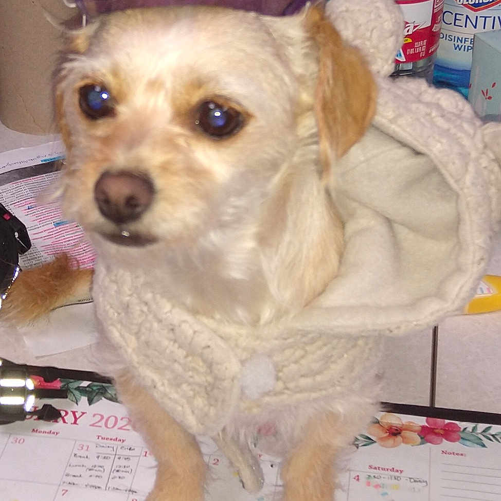 Vicky joined the competition — help win amazing prizes! bolonka, canidae, carnivore, companion_dog, dog, dog_breed, dog_clothes, fawn, mammal, morkie, pekapoo, puppy, puppy_love, rare_breed_dog, schnoodle, shih_tzu, snout, toy_dog, vertebrate, yorkipoo