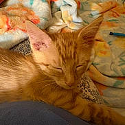 Moki joined the competition — help win amazing prizes! animal, blanket, cat, closeup, comfort, cozy, cute, domestic, feline, fur, home, indoor, kitten, orange_tabby, pet, relaxation, resting, sleeping, soft_texture, young_cat