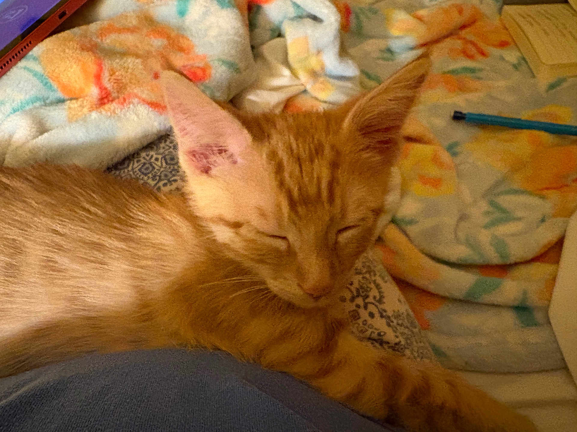 Moki