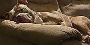 Pete is registered to the contest to win money with this photo: blanket, brown, canine, couch, counter, cozy, dog, domestic, ears, furniture, household, indoor, kitchen, living_room, paw, pet, recliner, relaxed, resting, snout