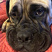 Bizzie Strickland joined the competition — help win amazing prizes! animal, blanket, canine, close_up, cute, dog, eyes, face, fur, indoors, muzzle, nose, paw, pet, portrait, relaxed, resting, sleepy, snout, wrinkles