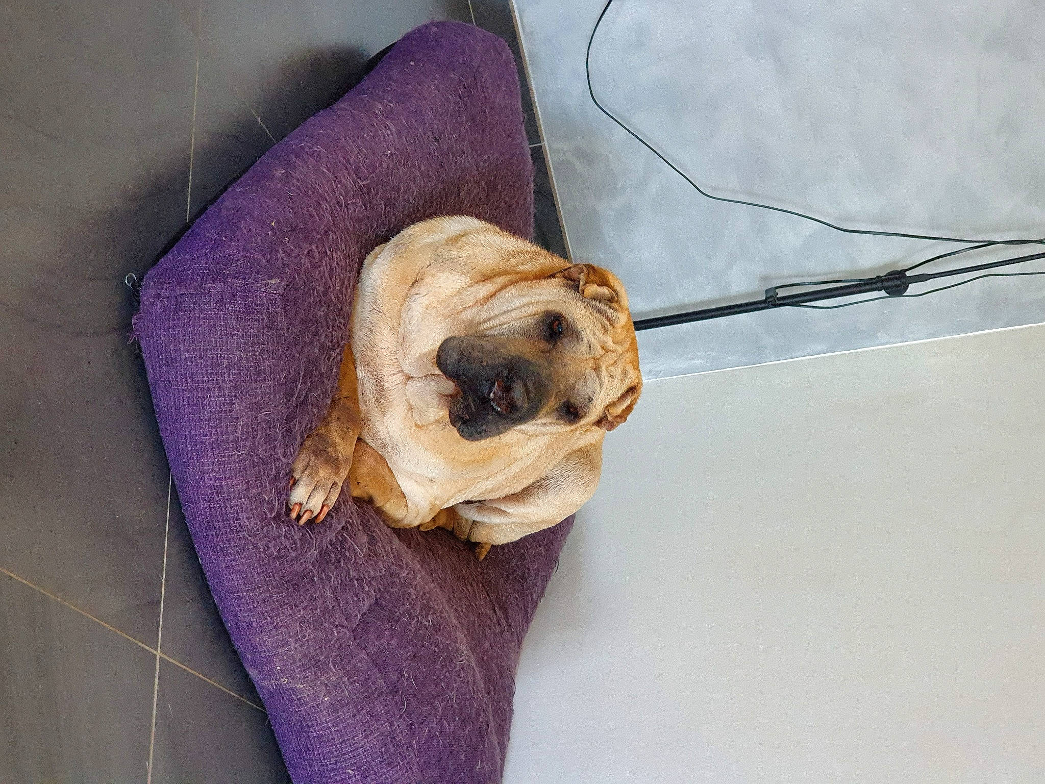 Cheurley participe au concours pour gagner de l'argent avec cette photo : canidae, dog_breed, fawn, pug, shar_pei, snout