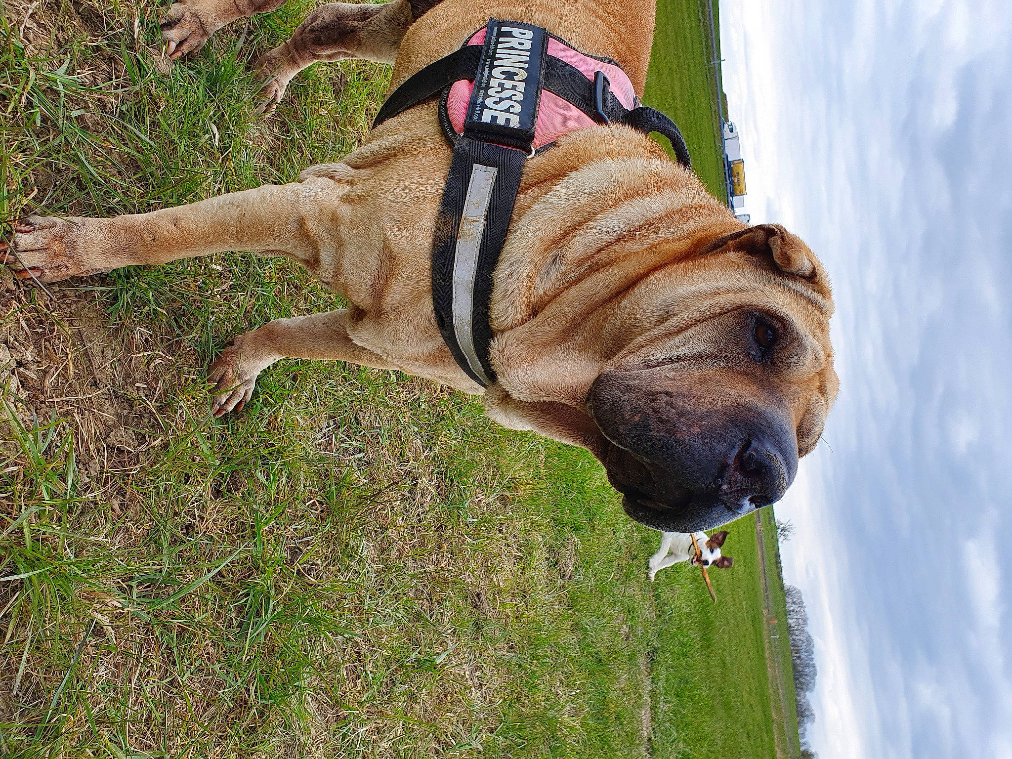 Cheurley participe au concours pour gagner de l'argent avec cette photo : boerboel, bullmastiff, canidae, carnivore, companion_dog, dog, dog_breed, english_mastiff, fawn, grass, molosser, non_sporting_group, old_english_bulldog, olde_english_bulldogge, shar_pei, snout
