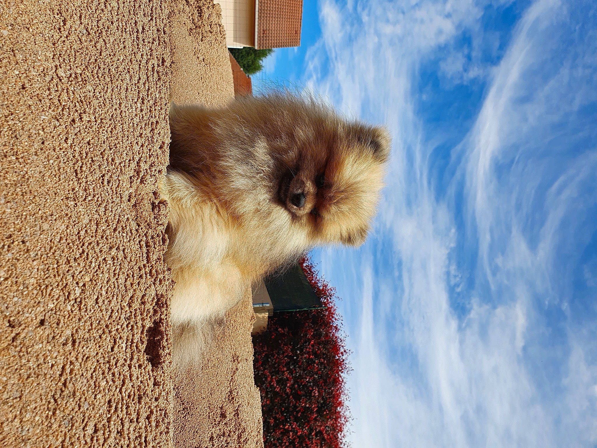 P'Tit Loup a rejoint le concours — aidez-le/la à gagner de superbes lots ! canidae, carnivore, cloud, cumulus, eye, fawn, felidae, fur, landscape, plant, sky, snout, sporting_group, tail, terrestrial_animal, tree, trunk, water, wildlife, window
