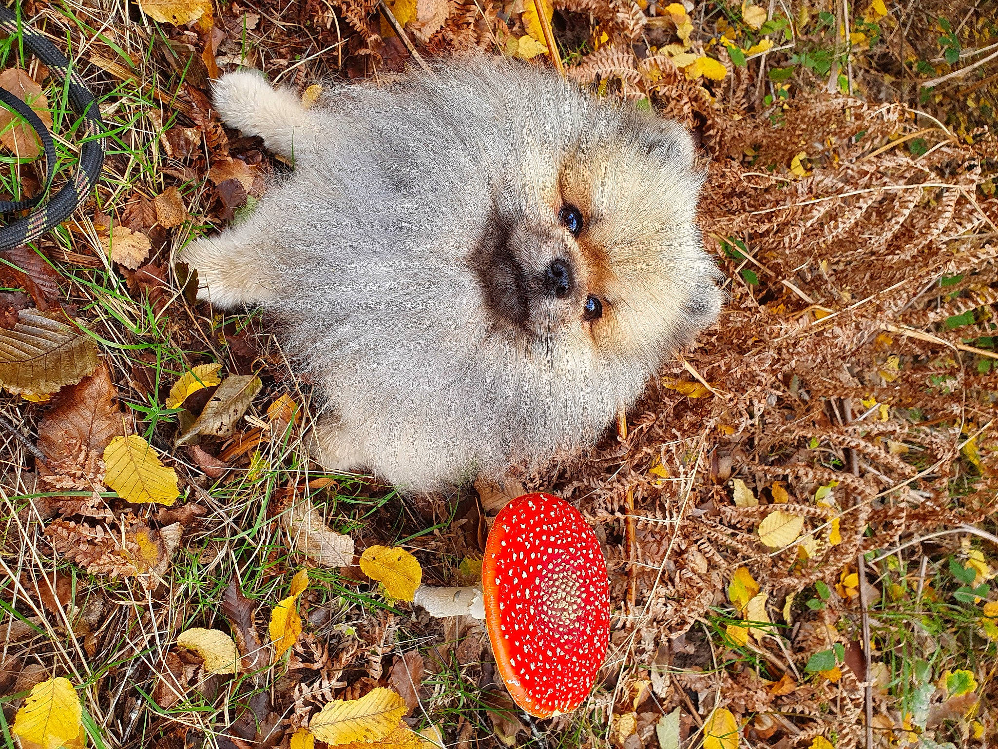 P'Tit Loup participe au concours pour gagner de l'argent avec cette photo : agaric, alpine_strawberry, autumn, bird, chicken, coquelicot, fawn, galliformes, grass_family, groundcover, non_sporting_group, phasianidae, pomeranian, spitz, strawberry, toy_dog, virginia_strawberry