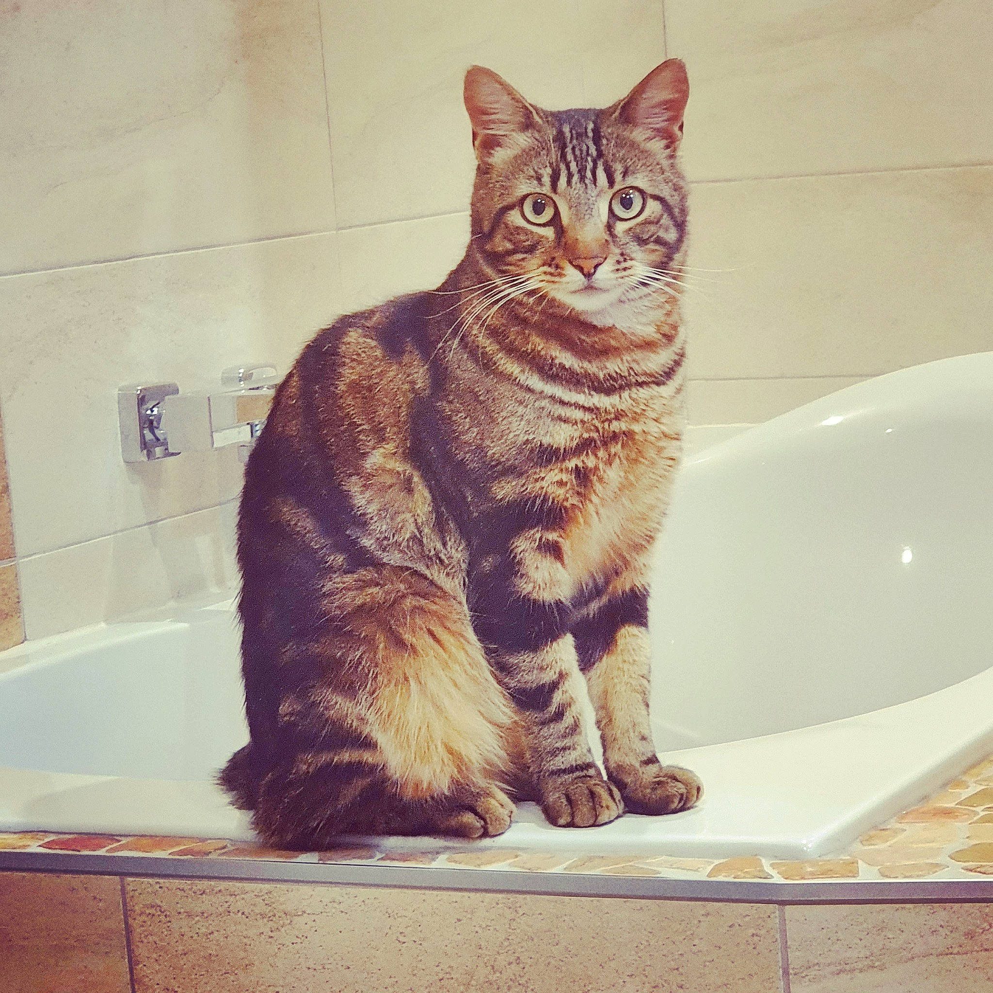 Tigrou participe au concours pour gagner de l'argent avec cette photo : aegean_cat, american_shorthair, asian, bathtub, carnivore, cat, domestic_short_haired_cat, dragon_li, european_shorthair, felidae, fur, kitten, plumbing_fixture, polydactyl_cat, small_to_medium_sized_cats, tabby_cat, tail, whiskers