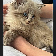 Nala participe au concours pour gagner de l'argent avec cette photo : kitten, cat, blue_eyes, fluffy, pet, animal, cute, young, furry, domestic, hand, human_arm, gray_clothing, cozy, portrait, indoor, resting, small, soft, adorable