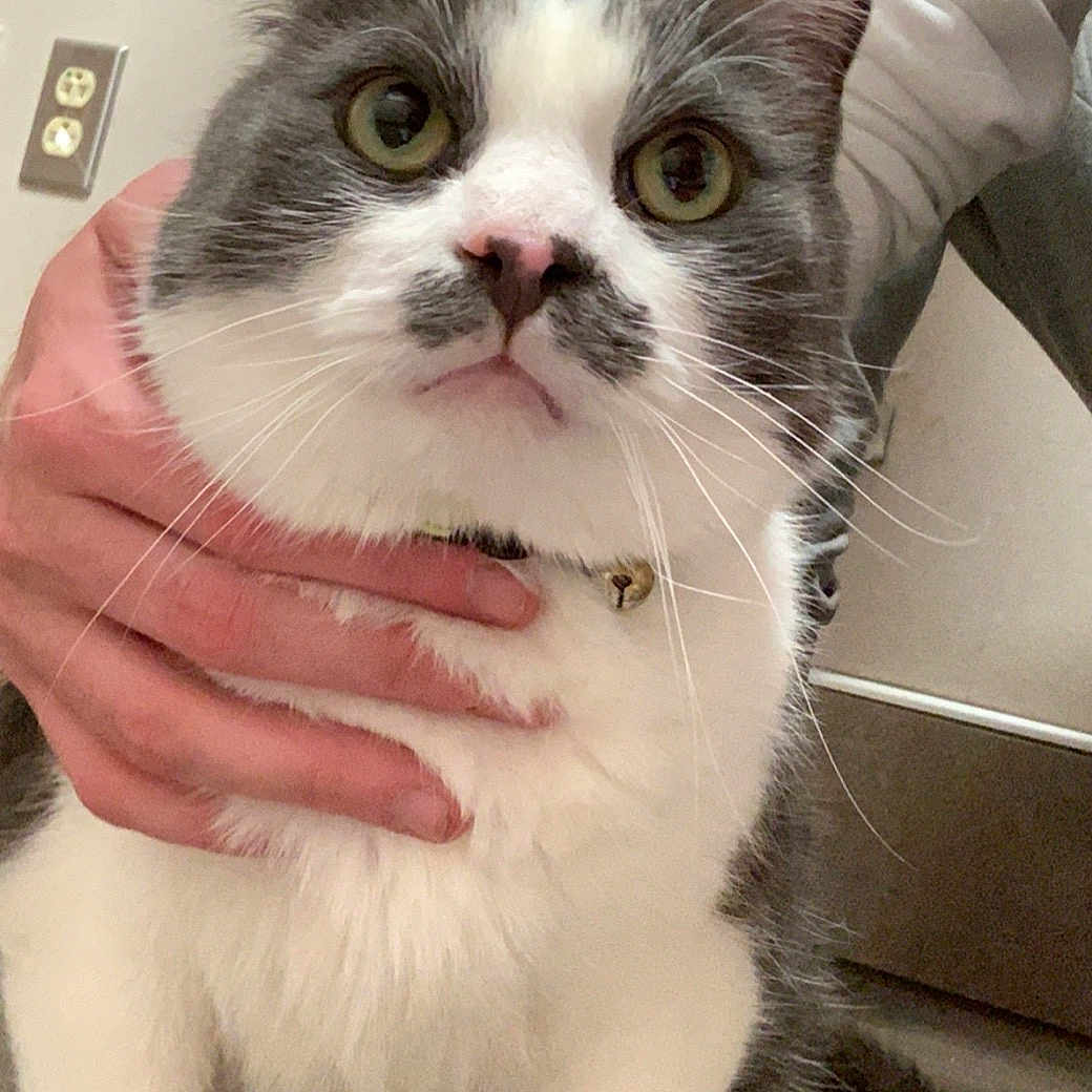 Kitler joined the competition — help win amazing prizes! aegean_cat, american_wirehair, asian, asian_semi_longhair, british_semi_longhair, carnivore, cat, domestic_long_haired_cat, domestic_short_haired_cat, felidae, kitten, mammal, munchkin, napoleon_cat, norwegian_forest_cat, polydactyl_cat, small_to_medium_sized_cats, snout, vertebrate, whiskers