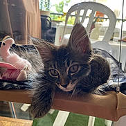 Athena participe au concours pour gagner de l'argent avec cette photo : animal, cat, chair, cute, daylight, ears, flamingo, fur, greenery, hammock, home, indoor, kitten, pet, plush_toy, relaxed, resting, tabby, whiskers, window