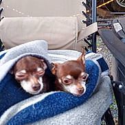 Cocoa And Mikey joined the competition — help win amazing prizes! animal, blanket, brown, chair, chihuahua, companion, cozy, cute, dog, ears, face, fur, outdoor, paw, pet, resting, sleepy, small_dog, snug, wrapped