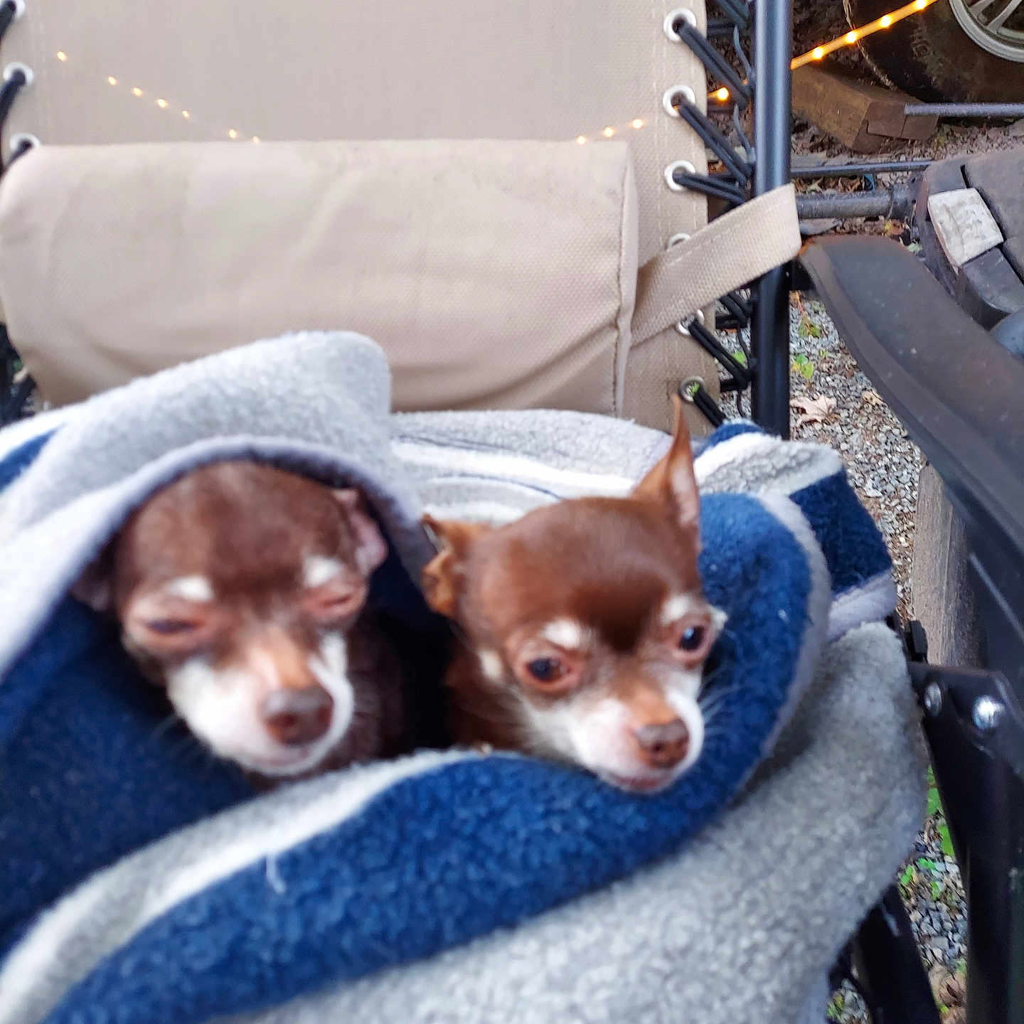Cocoa And Mikey joined the competition — help win amazing prizes! animal, blanket, brown, chair, chihuahua, companion, cozy, cute, dog, ears, face, fur, outdoor, paw, pet, resting, sleepy, small_dog, snug, wrapped