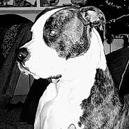 Hemi is registered to the contest to win money with this photo: animal, attention, black_and_white, brindle, canine, closeup, companion, decor, dog, domestic, furniture, household, indoor, pet, plate, portrait, shelf, side_view, sitting, white