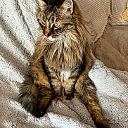 Lixie a rejoint le concours — aidez-le/la à gagner de superbes lots ! animal, blanket, cat, companion, cozy, cute, ears, feline, fur, indoor, long_hair, paw, pet, relaxed, sitting, soft, tabby, tail, texture, whiskers