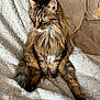 animal, blanket, cat, companion, cozy, cute, ears, feline, fur, indoor, long_hair, paw, pet, relaxed, sitting, soft, tabby, tail, texture, whiskers