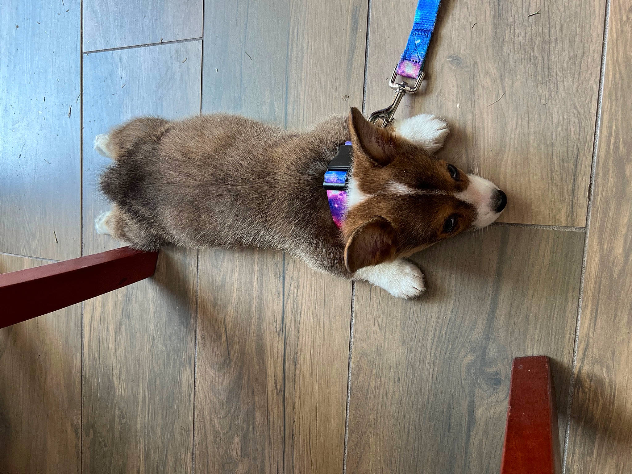 Witch Hazel joined the competition — help win amazing prizes! canidae, carnivore, cat, collar, companion_dog, dog_breed, domestic_short_haired_cat, fawn, felidae, flooring, fur, hardwood, paw, plank, small_to_medium_sized_cats, snout, sporting_group, tail, whiskers, wood