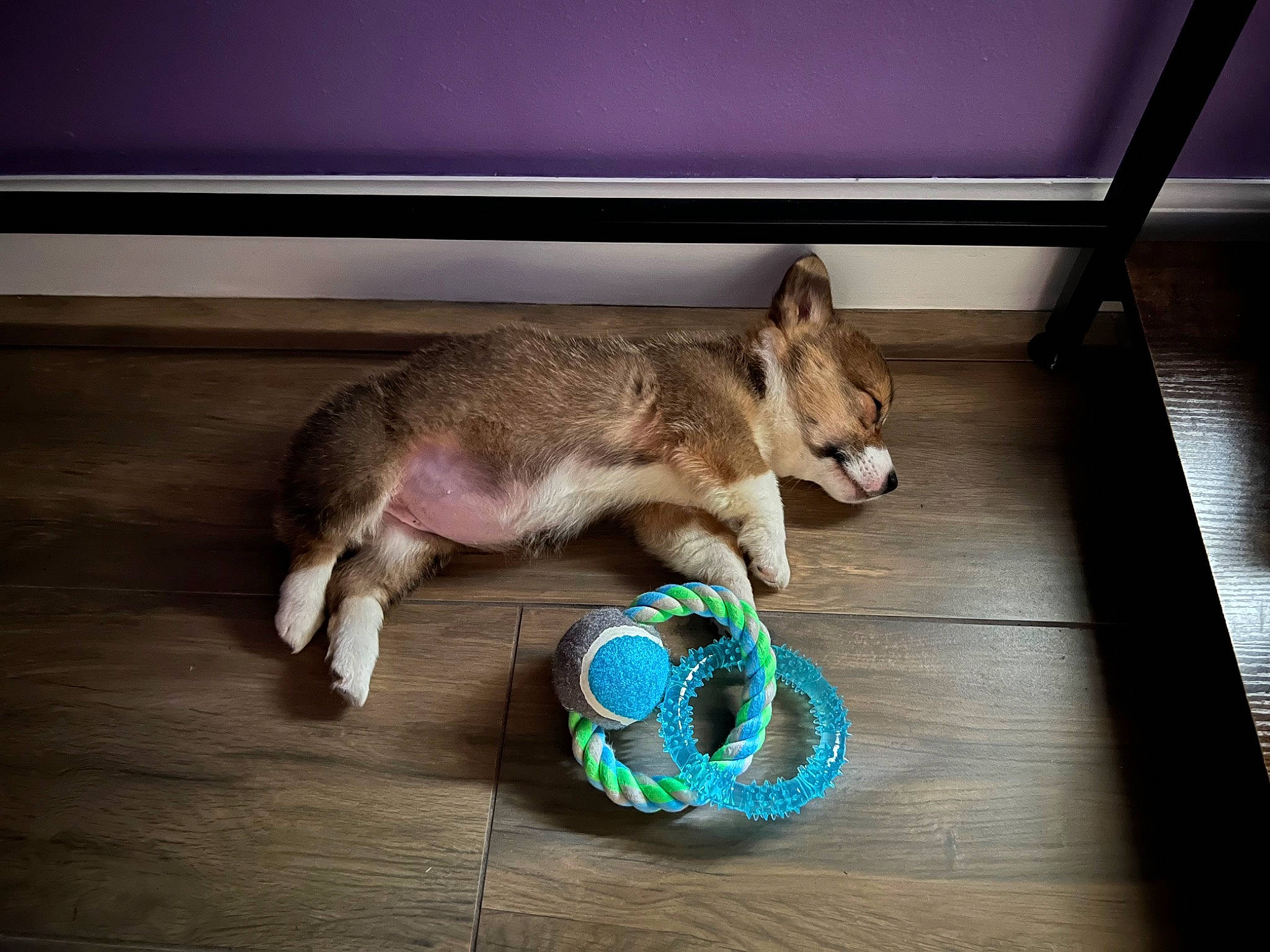 Witch Hazel is registered to the contest to win money with this photo: carnivore, claw, companion_dog, dog_breed, domestic_short_haired_cat, electric_blue, fashion_accessory, felidae, flooring, fur, hardwood, jewellery, leash, paw, rabbit, small_to_medium_sized_cats, stuffed_toy, tail, whiskers, wood