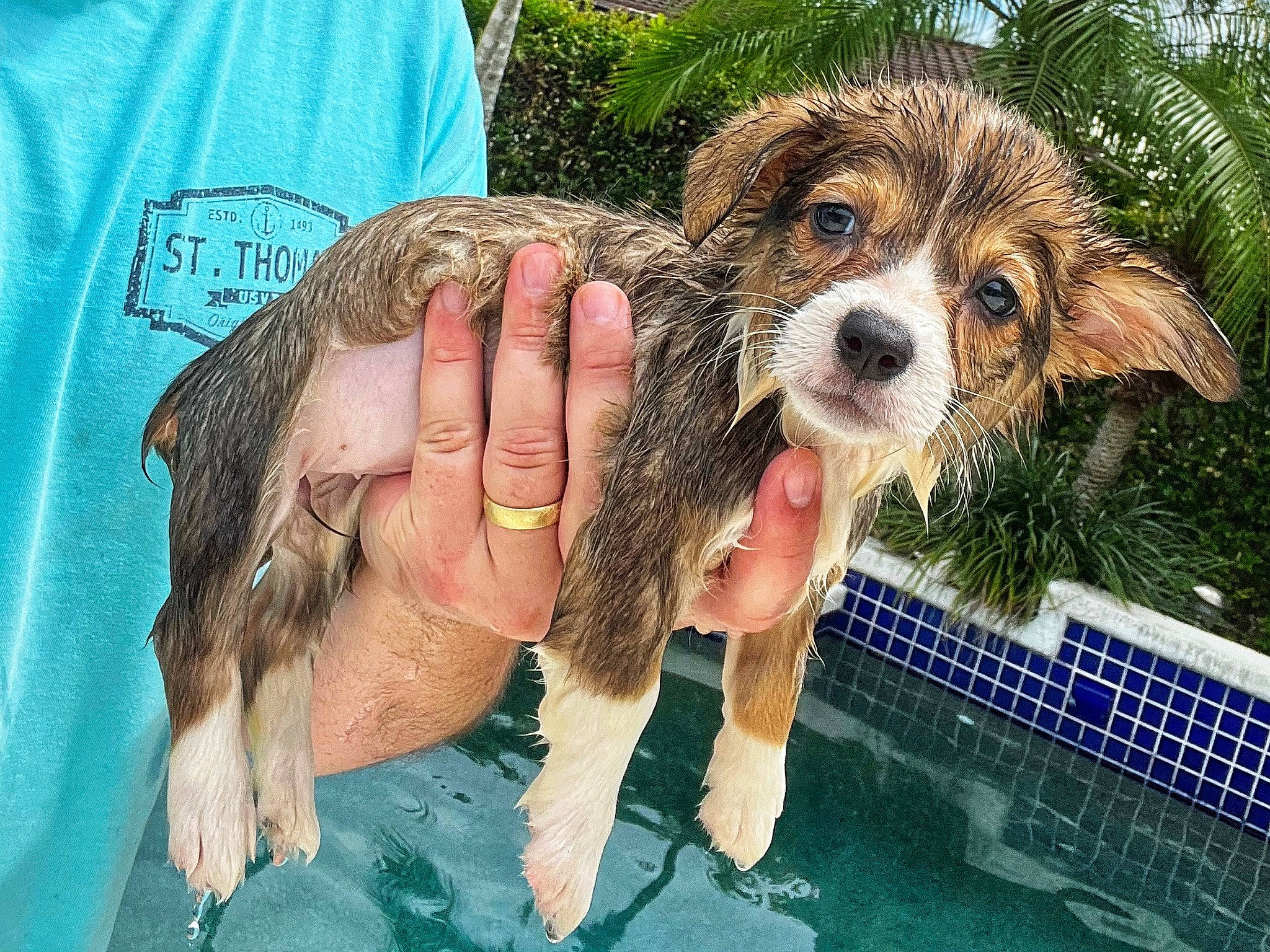 Witch Hazel is registered to the contest to win money with this photo: canidae, carnivore, companion_dog, dog, dog_breed, fawn, fun, fur, grass, happy, leisure, puppy_love, radio, recreation, snout, sporting_group, terrier, toy_dog, water, wildlife_biologist