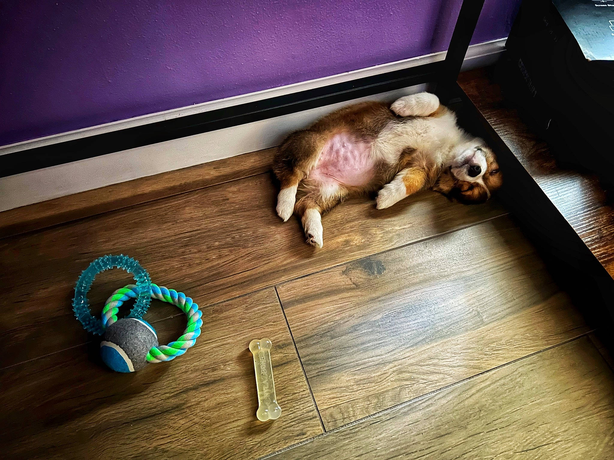 Witch Hazel joined the competition — help win amazing prizes! carnivore, comfort, companion_dog, dog_breed, fawn, felidae, floor, flooring, fur, hardwood, laminate_flooring, liver, small_to_medium_sized_cats, sporting_group, tail, varnish, whiskers, wood, wood_flooring, wood_stain