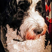 Sadie joined the competition — help win amazing prizes! dog, black_and_white, curly_fur, pet, indoor, close_up, fur, canine, animal, companion, sitting, cute, domestic, portrait, furry, muzzle, nose, collar, calm, household