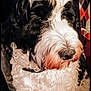 dog, black_and_white, curly_fur, pet, indoor, close_up, fur, canine, animal, companion, sitting, cute, domestic, portrait, furry, muzzle, nose, collar, calm, household