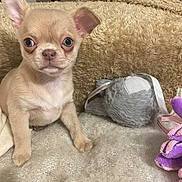 Alya participe au concours pour gagner de l'argent avec cette photo : puppy, dog, small_dog, cute, ears, blanket, plush_toy, indoor, pet, animal, fur, face, sitting, curious, young, cozy, soft, home, toy, expression