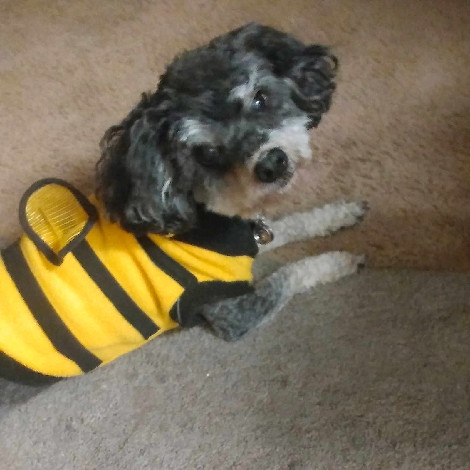 Thunder  joined the competition — help win amazing prizes! carnivoran, cockapoo, companion_dog, dog, dog_breed, dog_breed_group, dog_like_mammal, havanese, miniature_poodle, poodle, poodle_crossbreed, puppy, schnoodle, snout, spanish_water_dog, terrier