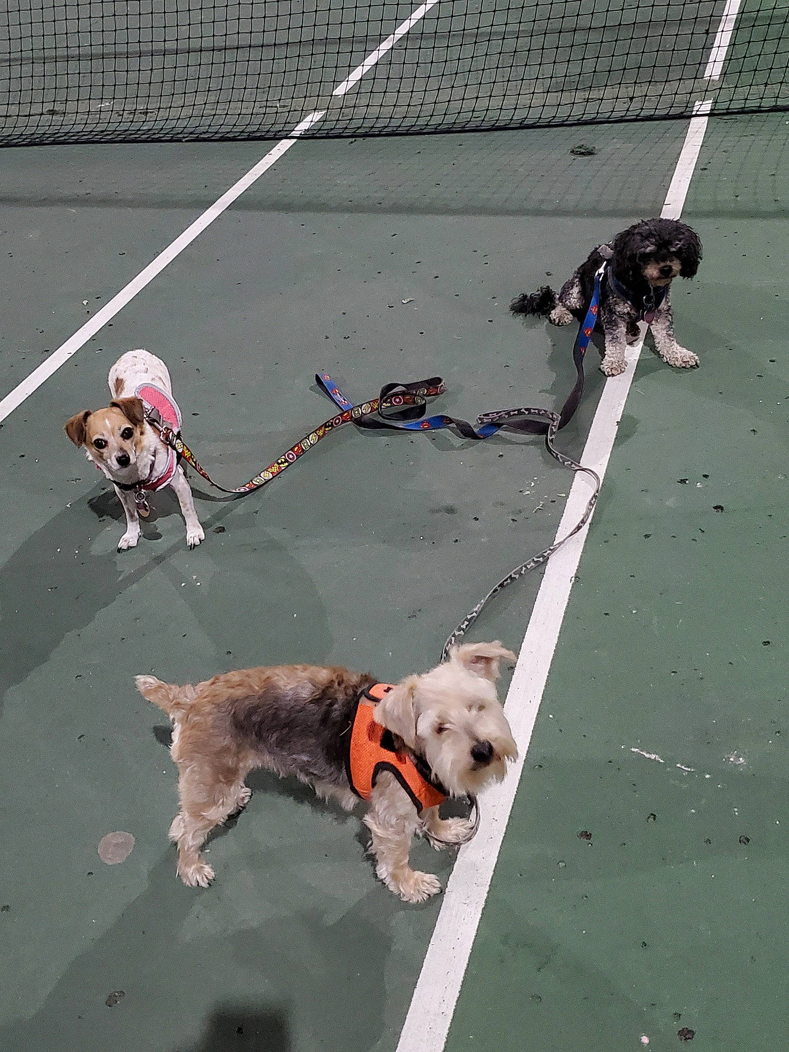 Thunder Sasha And Jack