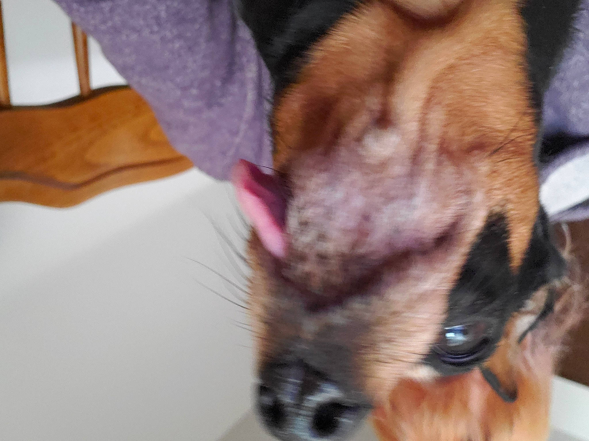 Lonnie joined the competition — help win amazing prizes! canidae, carnivore, claw, comfort, companion_dog, dog, dog_breed, fawn, felidae, flooring, fur, hardwood, liver, paw, small_to_medium_sized_cats, tail, toy_dog, whiskers, wood, working_animal